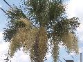 Cabbage Palm / Sabal palmetto 